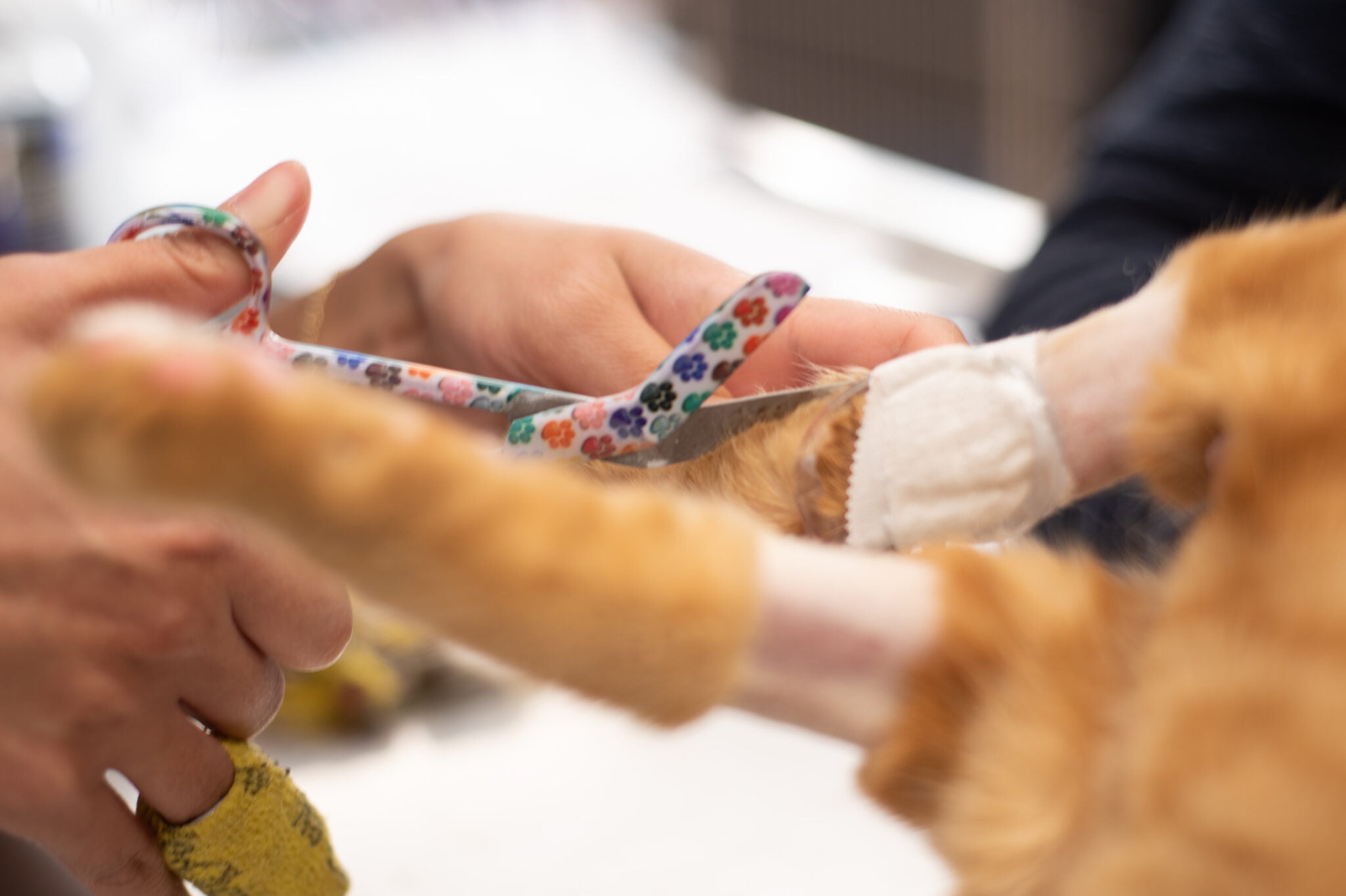 Pet Surgery West Alabama Animal Clinic