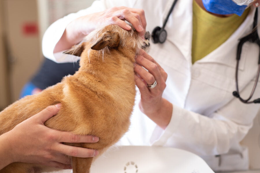Pet Wellness Exams West Alabama Animal Clinic